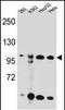Kinase suppressor of Ras 2 antibody, PA5-48202, Invitrogen Antibodies, Western Blot image 