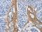 Collagen Type III Alpha 1 Chain antibody, LS-B16489, Lifespan Biosciences, Immunohistochemistry frozen image 