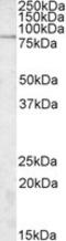 Small G Protein Signaling Modulator 3 antibody, MBS422117, MyBioSource, Western Blot image 