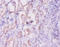 Inhibin Subunit Alpha antibody, LS-C316943, Lifespan Biosciences, Immunohistochemistry paraffin image 