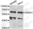 Homeobox A1 antibody, A6924, ABclonal Technology, Western Blot image 