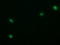 Tripartite Motif Containing 22 antibody, LS-C337848, Lifespan Biosciences, Immunofluorescence image 