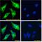 Apolipoprotein D antibody, 43-461, ProSci, Enzyme Linked Immunosorbent Assay image 