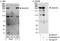 Lysine Demethylase 3B antibody, A300-883A, Bethyl Labs, Immunoprecipitation image 