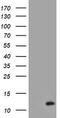 Migration And Invasion Enhancer 1 antibody, TA800021BM, Origene, Western Blot image 