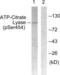 ATP Citrate Lyase antibody, LS-C198654, Lifespan Biosciences, Western Blot image 