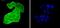 Heat Shock Protein Family A (Hsp70) Member 4 antibody, A03618-1, Boster Biological Technology, Immunocytochemistry image 