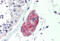 C1q And TNF Related 1 antibody, MBS240468, MyBioSource, Immunohistochemistry frozen image 
