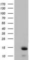 Follicle Stimulating Hormone Subunit Beta antibody, NBP2-02909, Novus Biologicals, Western Blot image 