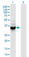 Annexin A9 antibody, LS-C198559, Lifespan Biosciences, Western Blot image 