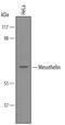 Mesothelin antibody, AF3265, R&D Systems, Western Blot image 