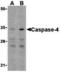 Caspase 4 antibody, MBS150271, MyBioSource, Western Blot image 