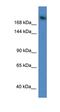 WD Repeat Domain 87 antibody, orb326355, Biorbyt, Western Blot image 