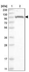 Zinc Finger B-Box Domain Containing antibody, NBP1-82092, Novus Biologicals, Western Blot image 