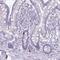 Glucagon Like Peptide 2 Receptor antibody, NBP2-33557, Novus Biologicals, Immunohistochemistry paraffin image 