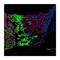 Myelin Associated Glycoprotein antibody, NBP1-81817, Novus Biologicals, Immunohistochemistry frozen image 