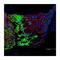 GMA antibody, NBP1-81817, Novus Biologicals, Immunohistochemistry frozen image 