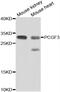 Polycomb group RING finger protein 3 antibody, abx006967, Abbexa, Western Blot image 