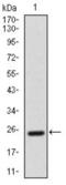 Activated Leukocyte Cell Adhesion Molecule antibody, abx015763, Abbexa, Western Blot image 