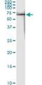 FKBP Prolyl Isomerase 4 antibody, H00002288-M01, Novus Biologicals, Immunoprecipitation image 