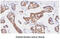 Transmembrane Protein With EGF Like And Two Follistatin Like Domains 2 antibody, MBS200115, MyBioSource, Immunohistochemistry paraffin image 