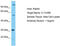 Chromosome 17 Open Reading Frame 99 antibody, TA330853, Origene, Western Blot image 