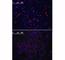 Krueppel-like factor 4 antibody, F40406-0.4ML, NSJ Bioreagents, Western Blot image 