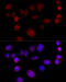 Cyclin D1 antibody, 13-888, ProSci, Immunofluorescence image 
