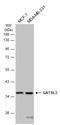 Cytosolic Arginine Sensor For MTORC1 Subunit 1 antibody, GTX133553, GeneTex, Western Blot image 