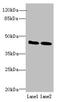 Immunoglobulin Superfamily Member 11 antibody, orb355279, Biorbyt, Western Blot image 