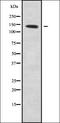 Solute Carrier Family 9 Member C1 antibody, orb338730, Biorbyt, Western Blot image 