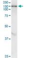 TUB Like Protein 4 antibody, H00056995-M05-100ug, Novus Biologicals, Western Blot image 