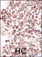 Pim-2 Proto-Oncogene, Serine/Threonine Kinase antibody, 63-295, ProSci, Immunofluorescence image 