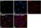 Paired Box 8 antibody, PA1-112, Invitrogen Antibodies, Immunofluorescence image 