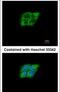 N(Alpha)-Acetyltransferase 15, NatA Auxiliary Subunit antibody, PA5-30424, Invitrogen Antibodies, Immunofluorescence image 