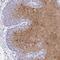 G Protein-Coupled Receptor 171 antibody, NBP2-32359, Novus Biologicals, Immunohistochemistry frozen image 