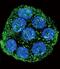 Interleukin 1 Receptor Antagonist antibody, PA5-13428, Invitrogen Antibodies, Immunofluorescence image 