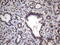 Myogenic Factor 5 antibody, LS-C339059, Lifespan Biosciences, Immunohistochemistry frozen image 