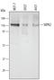 SRSF Protein Kinase 2 antibody, AF5530, R&D Systems, Western Blot image 