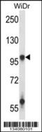 Glutamate Ionotropic Receptor AMPA Type Subunit 3 antibody, 57-436, ProSci, Western Blot image 