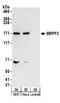 Bromodomain And PHD Finger Containing 3 antibody, A304-082A, Bethyl Labs, Western Blot image 