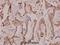 Follistatin antibody, A00972, Boster Biological Technology, Immunohistochemistry frozen image 