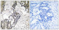Cell Division Cycle 25C antibody, abx012677, Abbexa, Western Blot image 