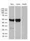 Chitinase Acidic antibody, LS-C795869, Lifespan Biosciences, Western Blot image 