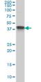 Muscleblind Like Splicing Regulator 1 antibody, H00004154-M01, Novus Biologicals, Western Blot image 