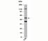 Thioredoxin Interacting Protein antibody, N1119-100UG, NSJ Bioreagents, Western Blot image 