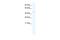 TATA-Box Binding Protein Associated Factor 7 Like antibody, PA5-68951, Invitrogen Antibodies, Western Blot image 