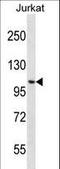 Centromere Protein C antibody, LS-C168665, Lifespan Biosciences, Western Blot image 