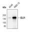 GLI Family Zinc Finger 1 antibody, PA5-17303, Invitrogen Antibodies, Western Blot image 