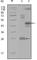 Mitogen-Activated Protein Kinase Kinase Kinase Kinase 4 antibody, abx010331, Abbexa, Western Blot image 